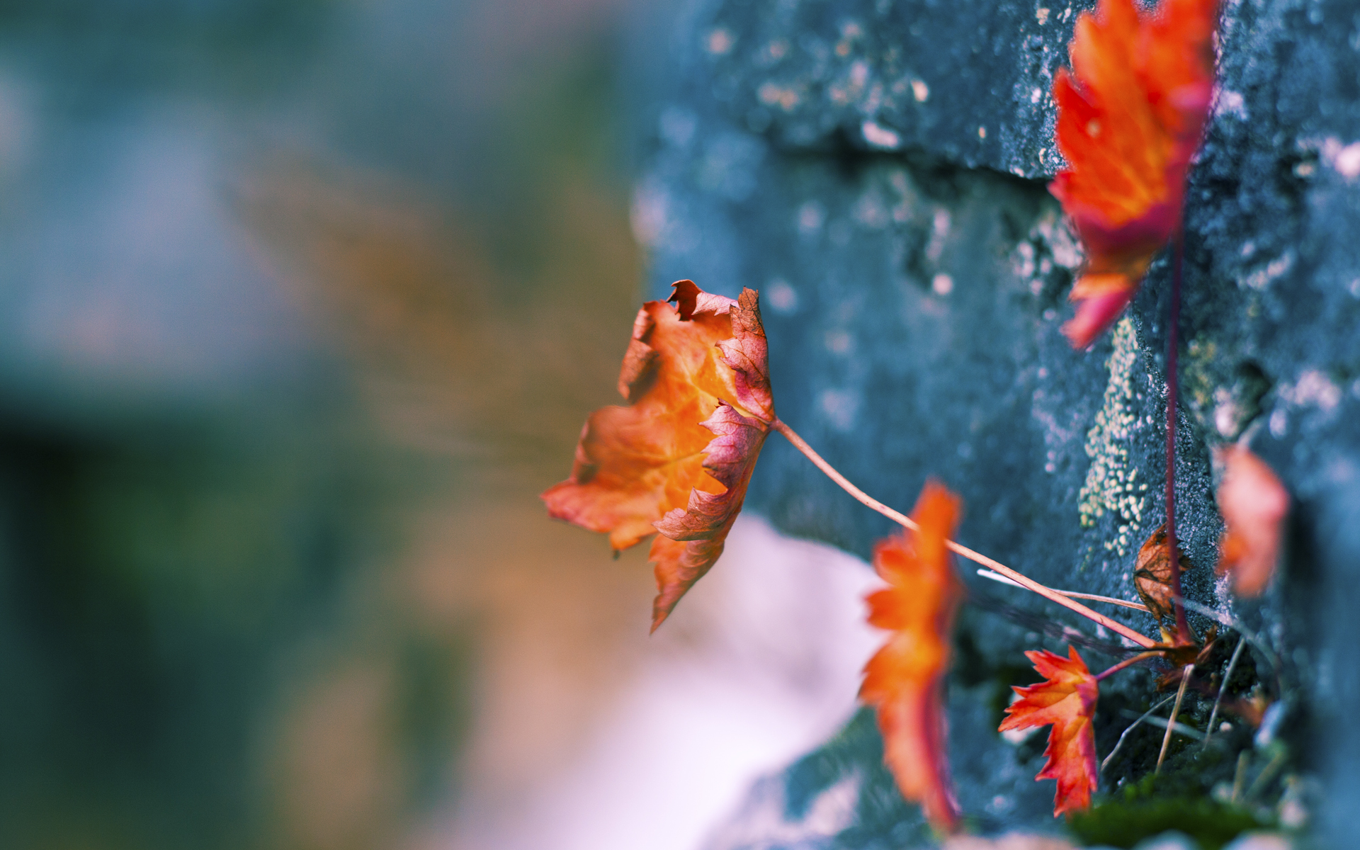雷火电竞-绿茵与硬木上的接管者，一场荒谬而美丽的灵魂共振