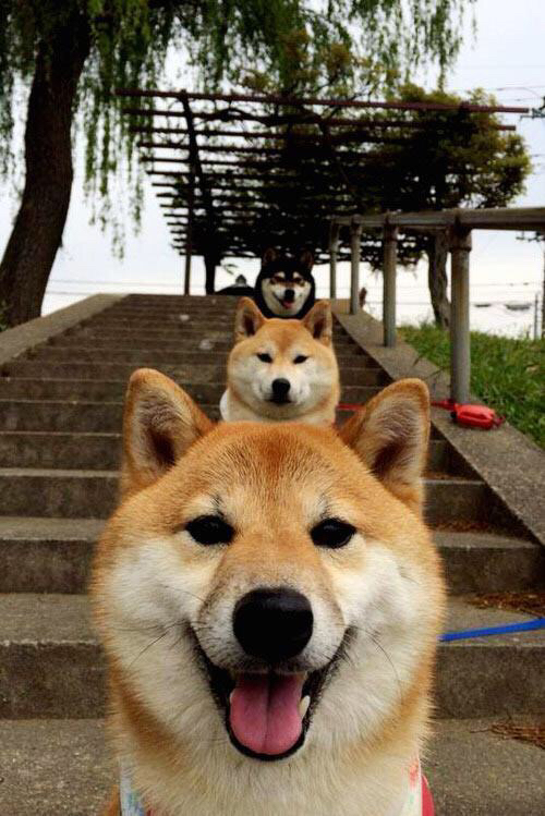 雷火电竞官网-巨掌与绿潮，拉亚一扑定乾坤，爱尔兰疾风扫落叶