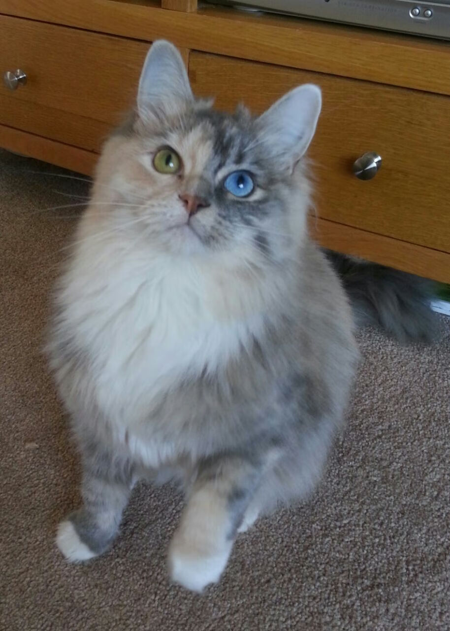 雷火电竞合作-手术刀与坚盾，斯通斯如何成为利物浦打穿贝蒂斯的隐形发动机