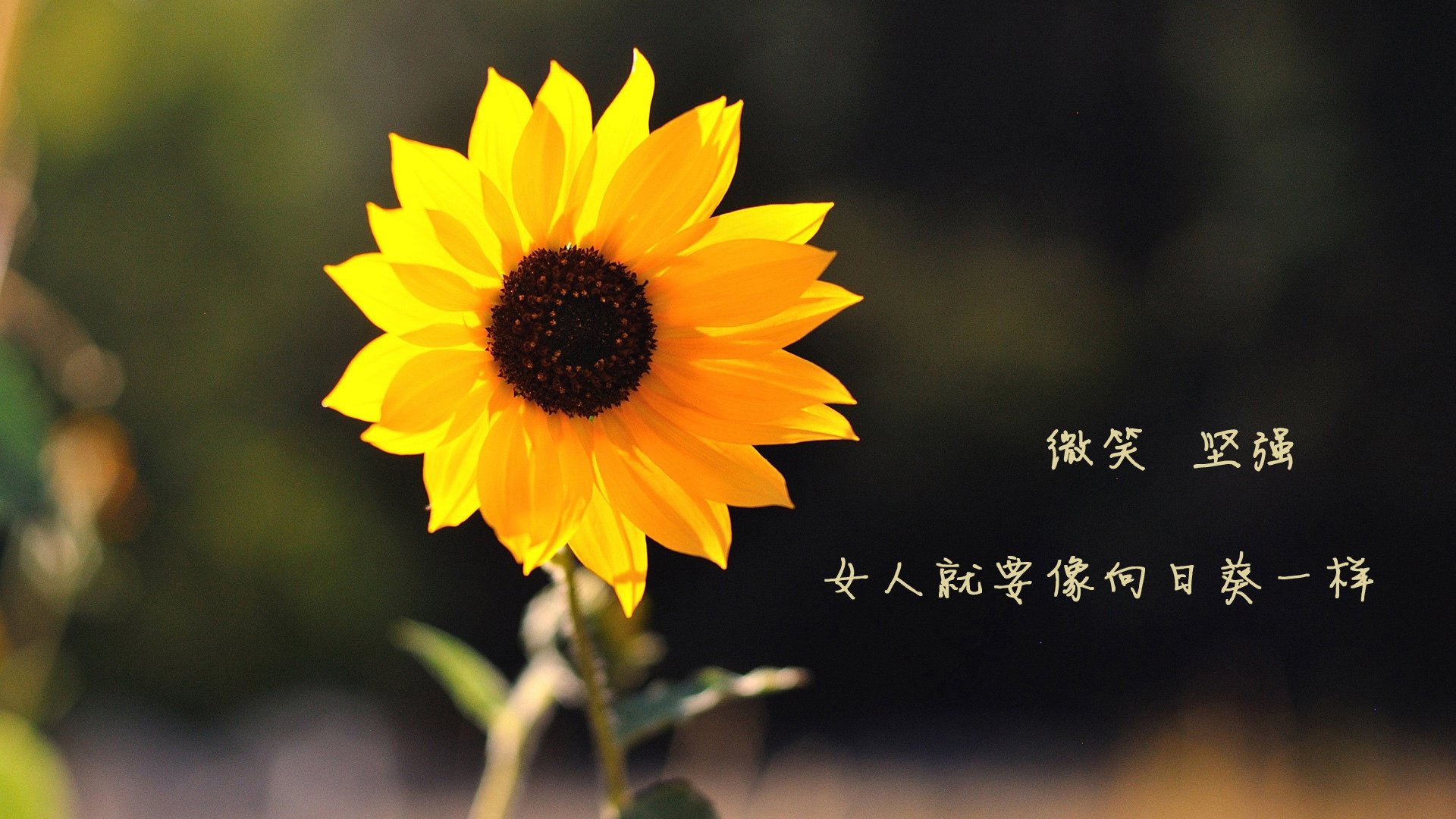 虚拟绿茵奇迹，美加墨世界杯数字战场，老鹰AI队打穿浙江数据分析模型