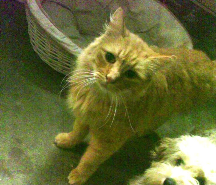 雷火电竞合作-沉默者的回响，伦纳德如何用38分让世界聆听他的独白