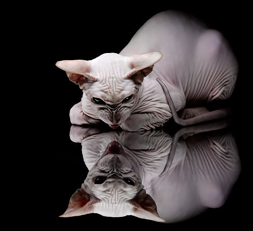 球场闪电,奥纳纳引爆绿茵,阿尔及利亚闪电战击溃巴拉圭