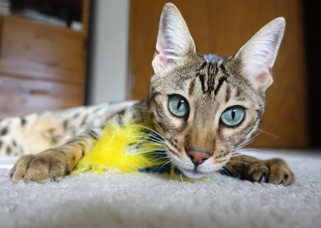 雷火电竞亚洲先驱-范弗利特硬仗之王显神威，浙江队跨洋热身险胜76人