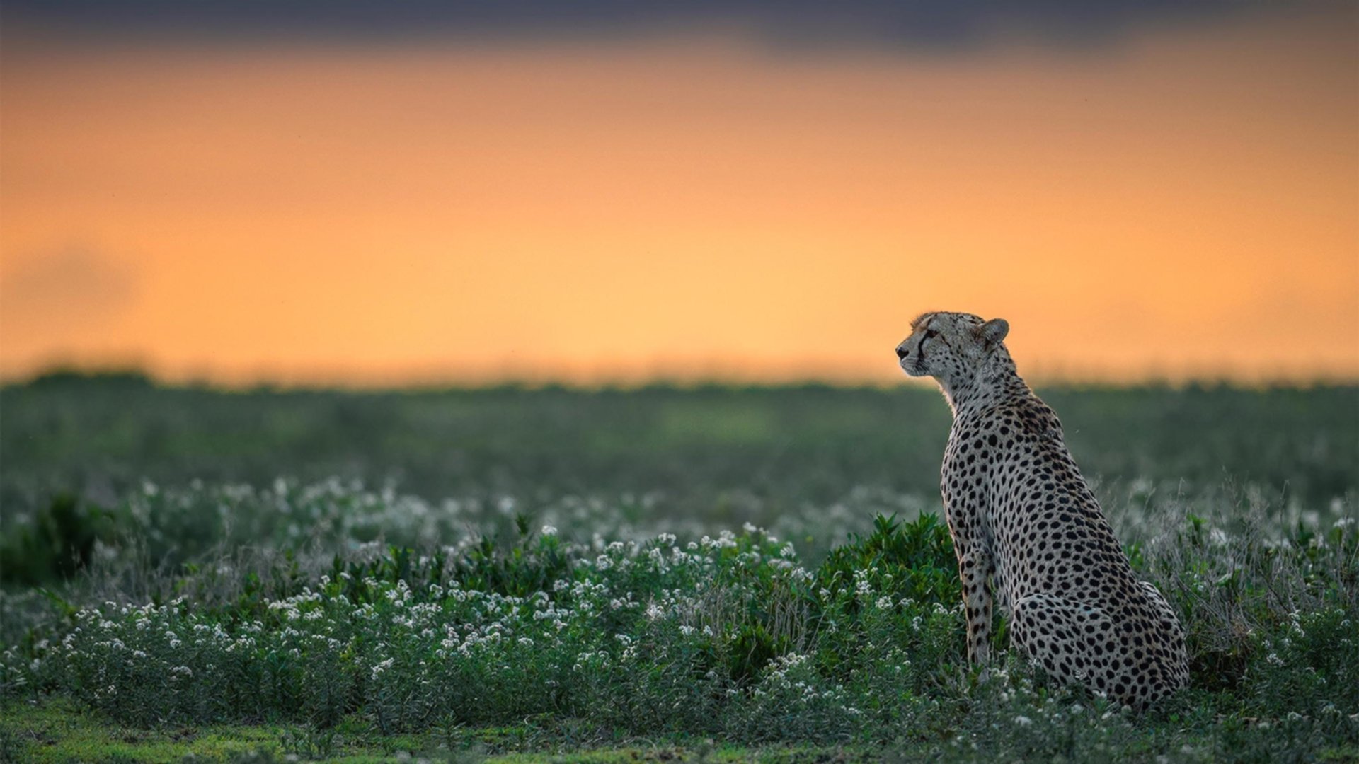 雷火电竞网址-逆流成河，阿拉巴终场变奏曲如何让比利时从悬崖边带走胜利