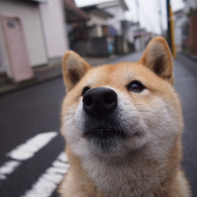 平行时空的终极对决，当火箭遭遇广东，伦纳德用沉默雕刻大场面