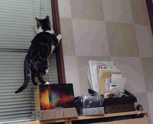 跨越国界的热血，从美加墨世界杯焦点战到篮网生死战，体育如何点燃世界？