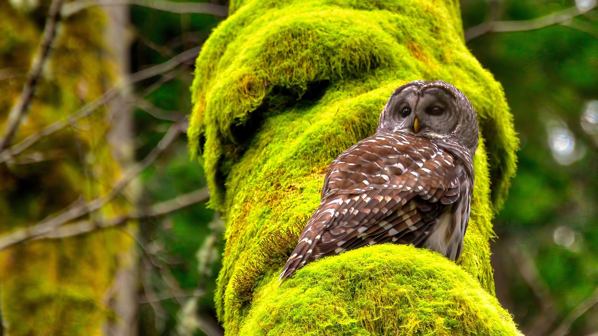雷火电竞亚洲先驱-独木成林，武切维奇化身重型攻城锤，北京队碾压式轻取深圳队