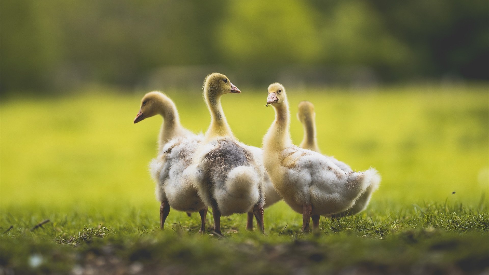 格列兹曼化身隐形导演，一手编织胜利网络，塞内加尔力克几内亚